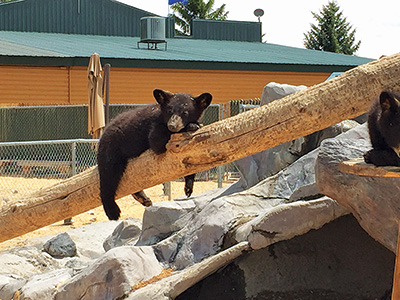 Yellowstone Bear World