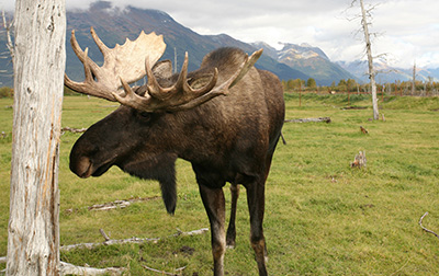 アラスカの野生動物