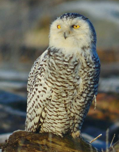 白フクロウ/Dungeness Spit